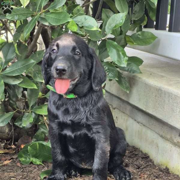 Tia, Black Labrador Retriever Puppy