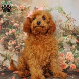 Poppy, Toy Poodle Puppy