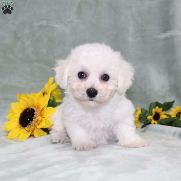 Pretty, Bichon Frise Puppy