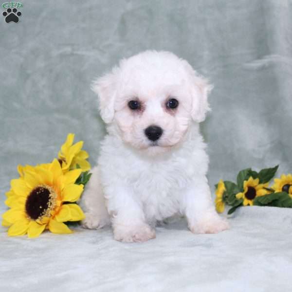 Princess, Bichon Frise Puppy
