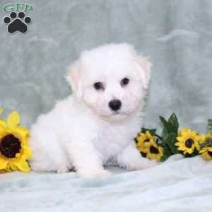 Puddles, Bichon Frise Puppy