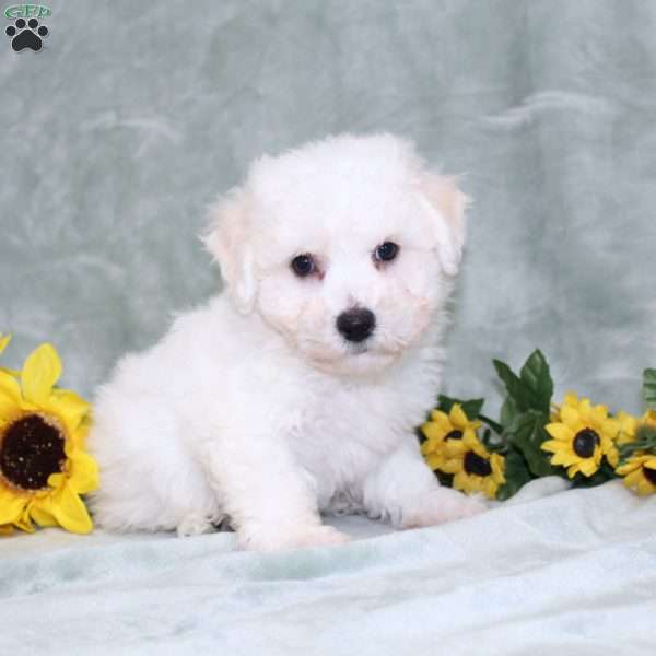 Puddles, Bichon Frise Puppy