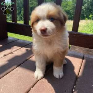 Rocky, Australian Shepherd Puppy