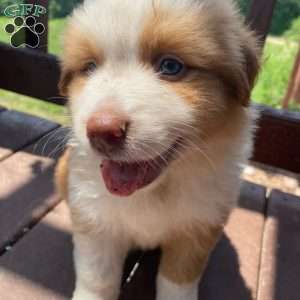 Rocky, Australian Shepherd Puppy