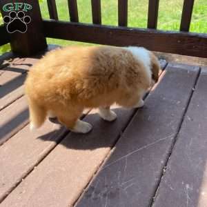 Rocky, Australian Shepherd Puppy