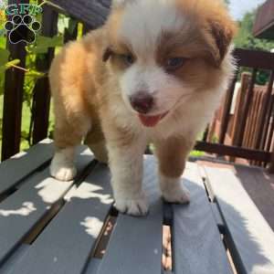 Rocky, Australian Shepherd Puppy