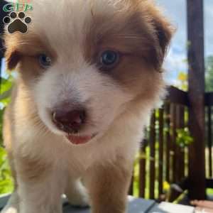 Rocky, Australian Shepherd Puppy