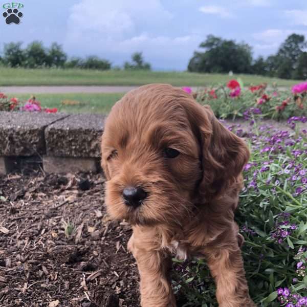Ruby, Cockapoo Puppy