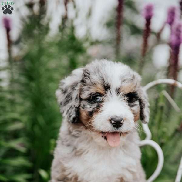 Rainbow, Bernedoodle Puppy