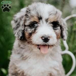 Rainbow, Bernedoodle Puppy