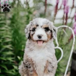 Rainbow, Bernedoodle Puppy