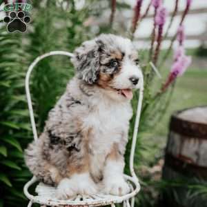Rainbow, Bernedoodle Puppy