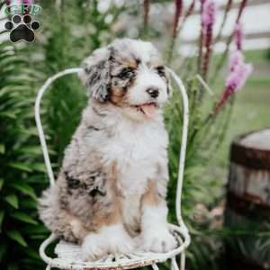 Rainbow, Bernedoodle Puppy