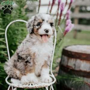 Rainbow, Bernedoodle Puppy
