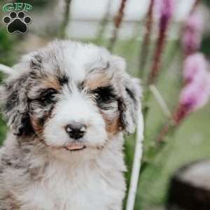 Rainbow, Bernedoodle Puppy