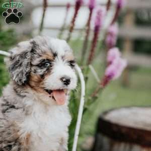 Rainbow, Bernedoodle Puppy