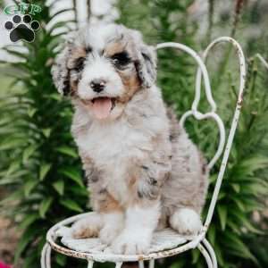 Rainbow, Bernedoodle Puppy