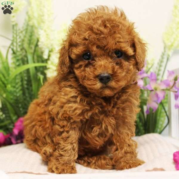 Rainbow, Toy Poodle Puppy