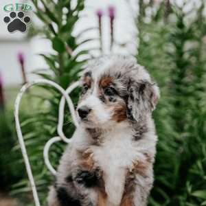 Remi, Bernedoodle Puppy