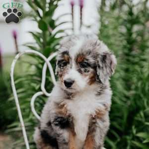 Remi, Bernedoodle Puppy
