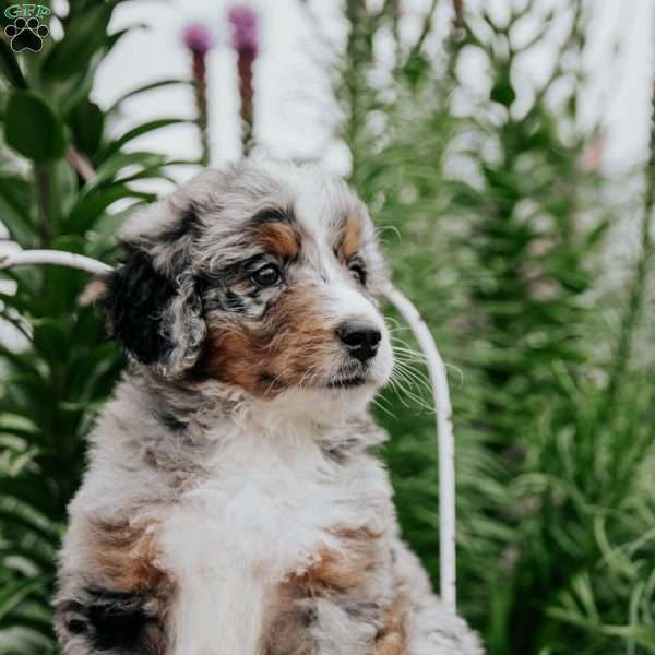Remi, Bernedoodle Puppy