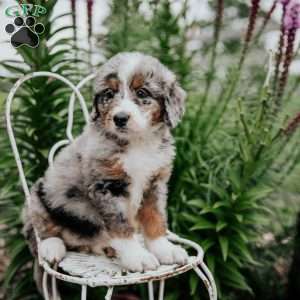 Remi, Bernedoodle Puppy