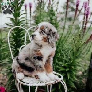 Remi, Bernedoodle Puppy