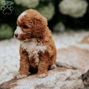 Remi, Mini Goldendoodle Puppy