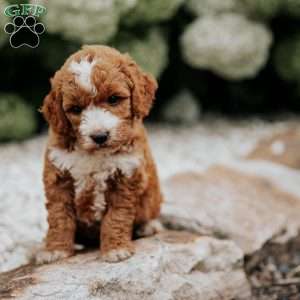 Remi, Mini Goldendoodle Puppy
