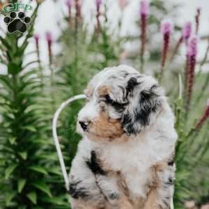 Rex, Bernedoodle Puppy