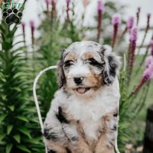 Rex, Bernedoodle Puppy