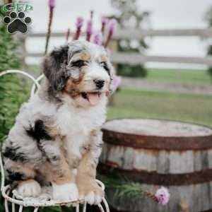 Rex, Bernedoodle Puppy