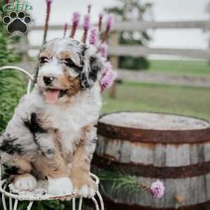 Rex, Bernedoodle Puppy