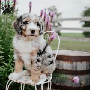 Rex, Bernedoodle Puppy