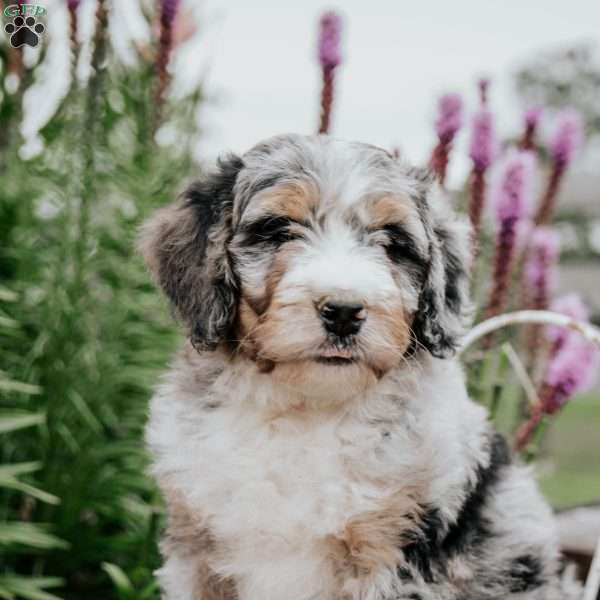 Rex, Bernedoodle Puppy