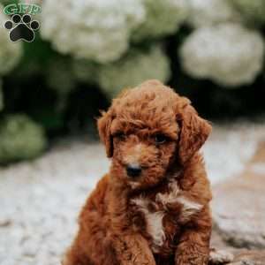 Rex, Mini Goldendoodle Puppy