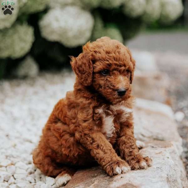 Rex, Mini Goldendoodle Puppy