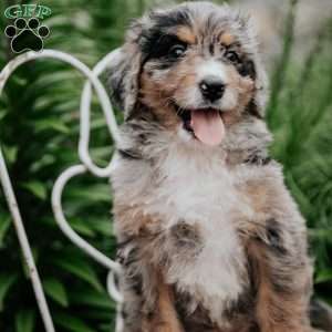 Rhea, Bernedoodle Puppy