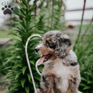 Rhea, Bernedoodle Puppy