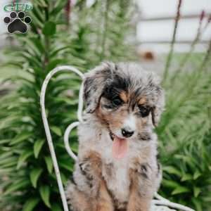 Rhea, Bernedoodle Puppy