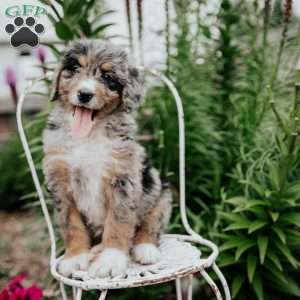 Rhea, Bernedoodle Puppy