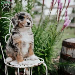 Rhea, Bernedoodle Puppy