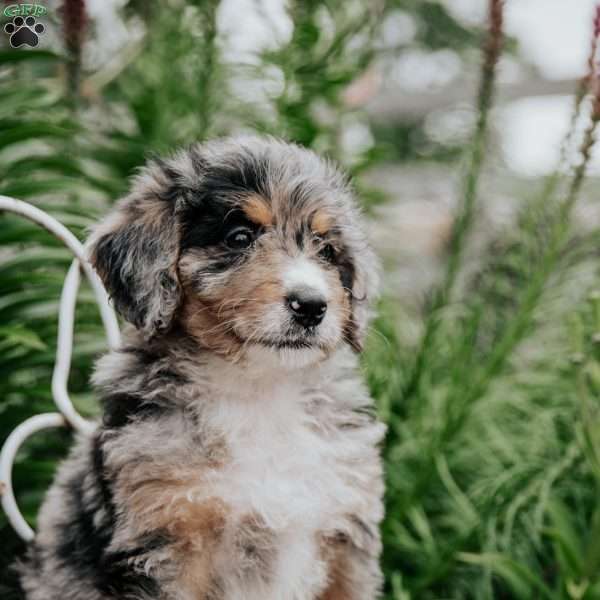 Rhea, Bernedoodle Puppy