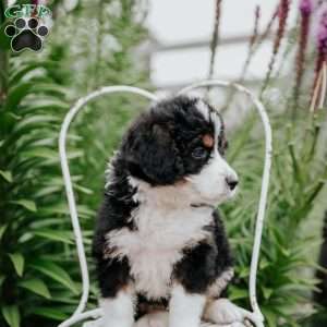 Rita, Bernedoodle Puppy