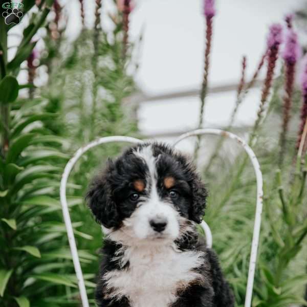 Rita, Bernedoodle Puppy