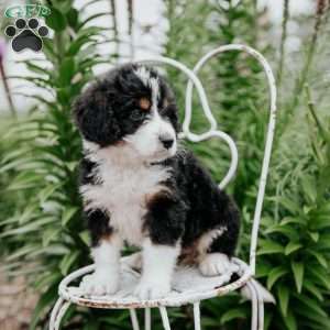 Rita, Bernedoodle Puppy