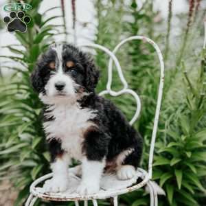 Rita, Bernedoodle Puppy