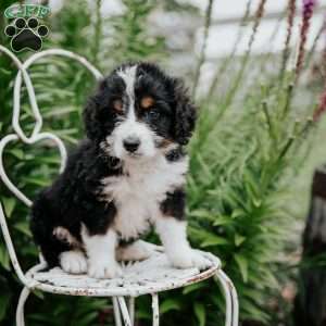 Rita, Bernedoodle Puppy
