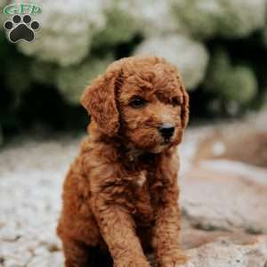 Rita, Mini Goldendoodle Puppy