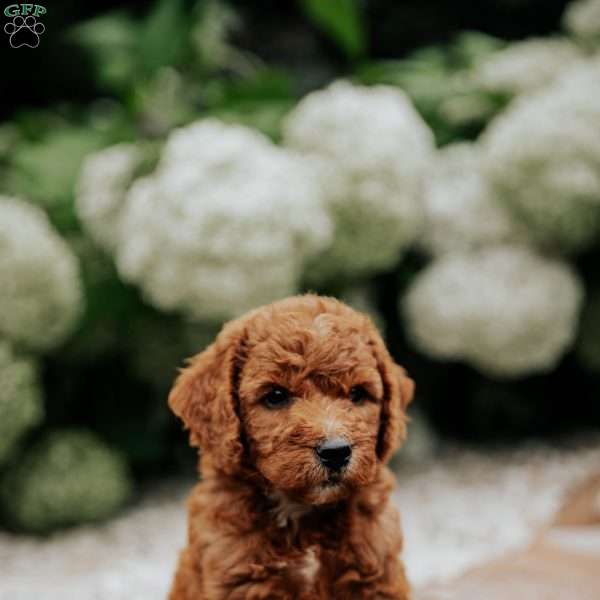 Rita, Mini Goldendoodle Puppy
